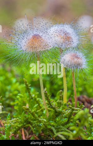 Helminthes, Mycena en mousse avec la moisissure commune d'helminthes, Spinellus fusiger Banque D'Images