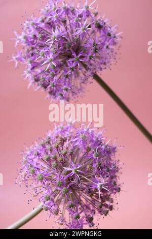 Fleur d'oignon sur fond lisse Allium stipitatum Banque D'Images