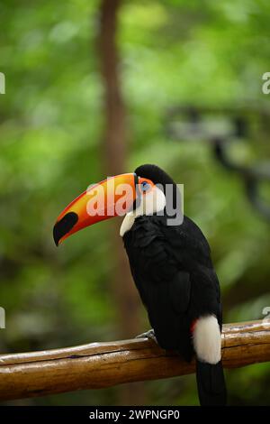 Toucan noir et blanc avec bec orange Banque D'Images