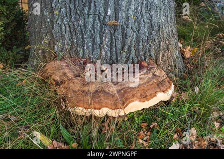 Champignon Tinder (Fomes fomentarius) sur le tronc d'un hêtre tombé, bois mort Banque D'Images