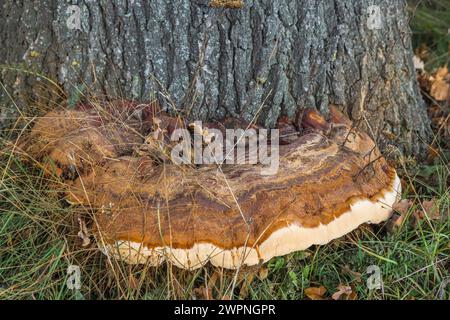 Champignon Tinder (Fomes fomentarius) sur le tronc d'un hêtre tombé, bois mort Banque D'Images