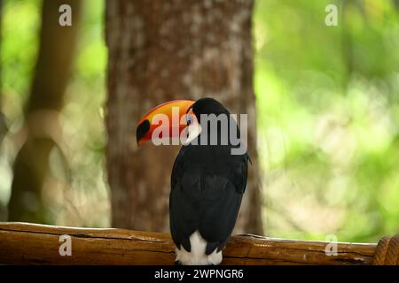 Toucan noir et blanc avec bec orange Banque D'Images