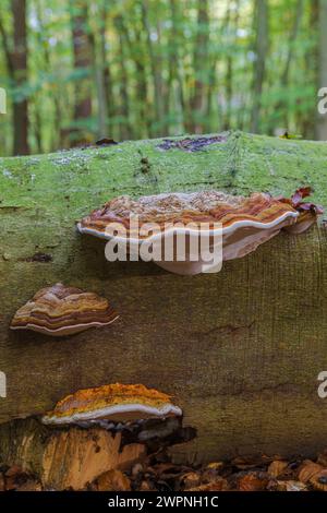 Champignon Tinder (Fomes fomentarius) sur le tronc d'un hêtre tombé, mort Banque D'Images