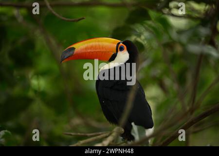 Toucan noir et blanc avec bec orange Banque D'Images