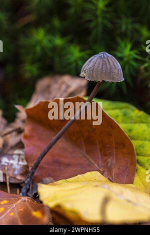 Helminthes, Mycena en mousse avec la moisissure commune d'helminthes, Spinellus fusiger Banque D'Images