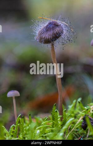 Helminthes, Mycena en mousse avec la moisissure commune d'helminthes, Spinellus fusiger Banque D'Images