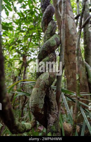 Forêt tropicale brésilienne, croisière en Amazonie sur un bateau boutique (MS Janganda) - croisière fluviale Banque D'Images