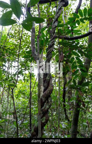 Forêt tropicale brésilienne, croisière en Amazonie sur un bateau boutique (MS Janganda) - croisière fluviale Banque D'Images