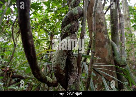 Forêt tropicale brésilienne, croisière en Amazonie sur un bateau boutique (MS Janganda) - croisière fluviale Banque D'Images