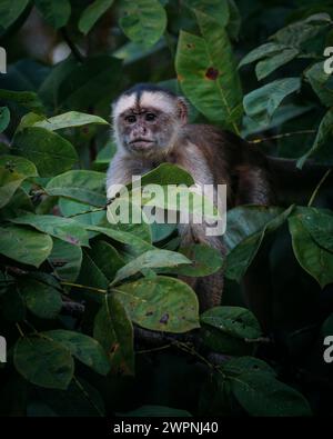 Forêt tropicale brésilienne, croisière en Amazonie sur un bateau boutique (MS Janganda) - croisière fluviale Banque D'Images