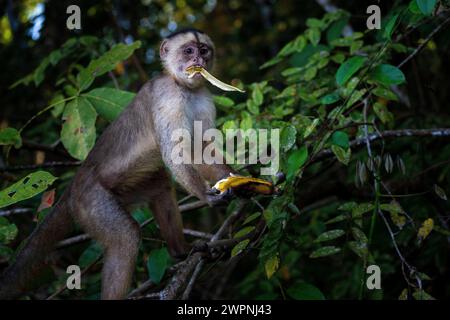 Forêt tropicale brésilienne, croisière en Amazonie sur un bateau boutique (MS Janganda) - croisière fluviale Banque D'Images