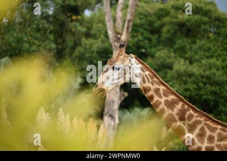 Une girafe solitaire au milieu des arbres Banque D'Images