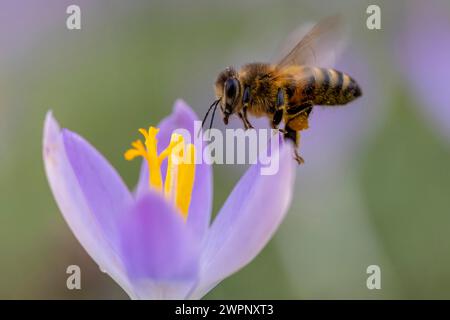 Abeille de miel en vol, Apis mellifera, sur floraison précoce, crocus Banque D'Images