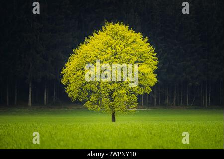 Érable norvégien en fleurs (Acer platanoides) sur une prairie verte devant une forêt d'épinettes foncées au printemps, Ostallgäu, Allgäu, Bavière, Allemagne du Sud, Allemagne Banque D'Images