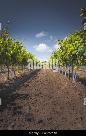 Vue d'un vignoble près de Saint-Tropez sur la Côte d'Azur, sud de la France, France. Un pin se dresse sur la rangée de vignes. Terre brune au premier plan, ciel bleu au fond Banque D'Images