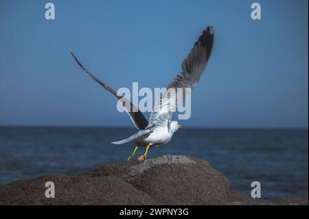 Mouette décollant d'un rocher noir devant une mer bleue et un ciel bleu avec vue sur l'horizon dans le sud de la France Banque D'Images