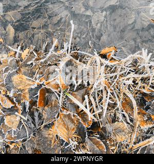 Herbes et feuilles couvertes de givre au bord de l'eau Banque D'Images