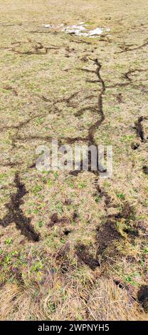 Vole Tracks dans les terres agricoles, impopulaires auprès des agriculteurs Banque D'Images