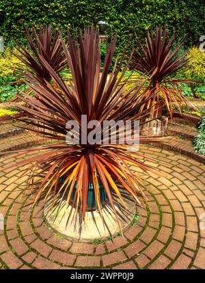 Trois plantes de palmier de chou Cordyline australis purpurea poussant dans des pots sur le patio avec motif circulaire de pavés de blocs dans le jardin anglais, Angleterre, Royaume-Uni Banque D'Images