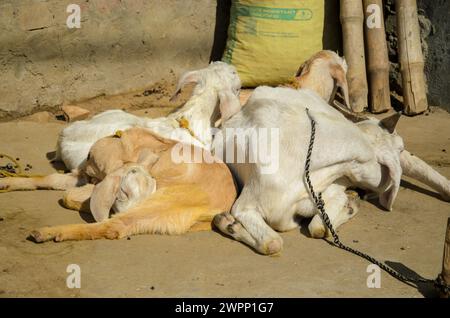 Chèvre avec ses bébés, cette photo de chèvre est capturée dans un village indien alors que chèvre dort avec ses bébés Banque D'Images