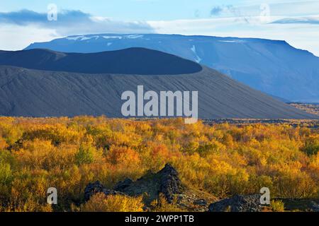 Vue sur les bouleaux jaunes d'automne jusqu'au cratère du volcan Hverfell. Derrière, le Blafjall partiellement enneigé. Banque D'Images