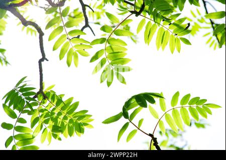 Feuilles de rowan ou frêne de montagne (Sorbus aucuparia) en Allemagne Banque D'Images