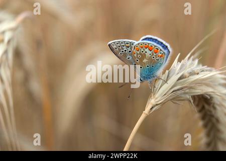Papillon bleu commun ou bleu commun européen (Polyommatus icarus) Banque D'Images