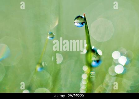 petites gouttes de rosée sur un brin d'herbe Banque D'Images