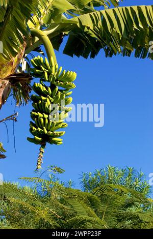 Bananier vert sur un arbre de plantation, la Palma, Îles Canaries, Espagne Banque D'Images