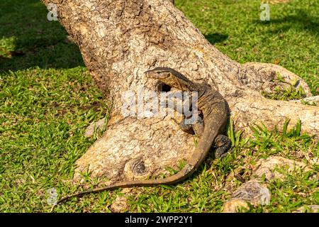 Surveiller le lézard Varanus salvator dans le parc Lumphini à Bangkok, Thaïlande, Asie Banque D'Images