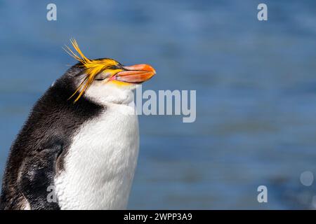 Australie, Tasmanie, île de Macquarie, Sandy Bay (UNESCO) espèce endémique de manchots royaux (Eudyptes schlegeli). Détail de face. Banque D'Images