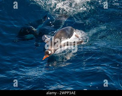 Un pingouin Gentoo (Pygoscelis papua) sautant au-dessus de l'eau. Antarctique. Banque D'Images