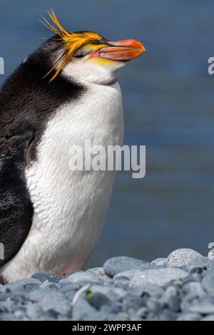 Australie, Tasmanie, île de Macquarie, Sandy Bay (UNESCO) espèce endémique de manchots royaux (Eudyptes schlegeli). Détail de face. Banque D'Images