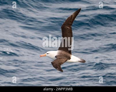 Un albatros à sourcils noirs (Thalassarche melanophris) survolant l'océan. Antarctique. Banque D'Images