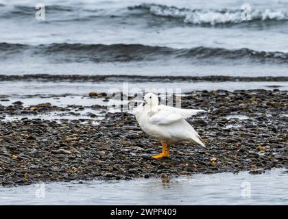 Une oie des hautes terres mâle (Chloephaga picta) debout sur une plage de gravier. Ushuaia, Parc national de la Terre de feu, Argentine. Banque D'Images