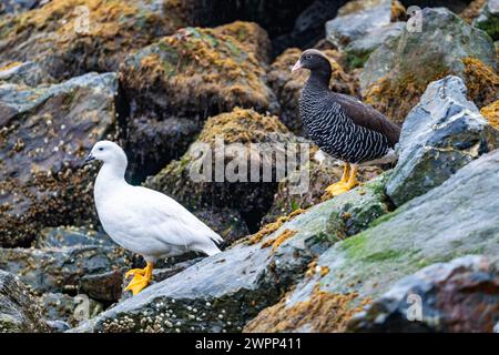 Une paire d'oies des hautes terres (Chloephaga picta) debout sur des rochers. Ushuaia, Parc national de la Terre de feu, Argentine. Banque D'Images