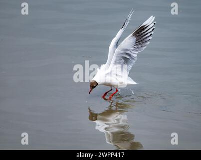 Mouette à capuchon brun (Chroicocephalus maculipennis) survolant l'eau. Ushuaia, Parc national de la Terre de feu, Argentine. Banque D'Images