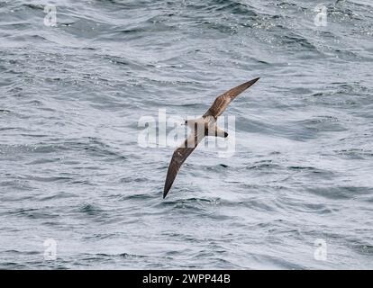 Un Shearwater à pieds roses (Ardenna creatopus) survolant l'océan. Océan Pacifique, au large des côtes du Chili. Banque D'Images