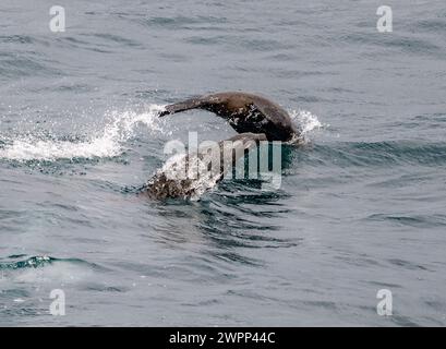 Deux otaries à fourrure d'Amérique du Sud (Arctocephalus australis) sautant au-dessus de l'eau. Océan Pacifique, au large des côtes du Chili. Banque D'Images