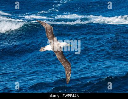 Un albatros de Buller (Thalassarche bulleri) survolant l'océan. Océan Pacifique, au large des côtes du Chili. Banque D'Images