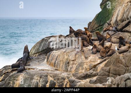 Un groupe d'otaries à fourrure d'Amérique du Sud (Arctocephalus australis) sur des affleurements rocheux. Chili. Banque D'Images