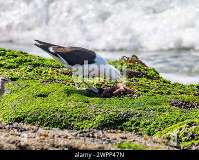 Un mouette Kelp (Larus dominicanus) essayant de manger une étoile de mer. Chili. Banque D'Images