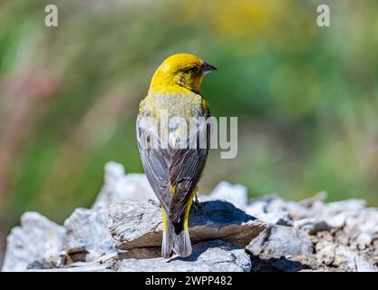 Un grand Finish jaune (Sicalis auriventris) perché sur un rocher. Chili. Banque D'Images