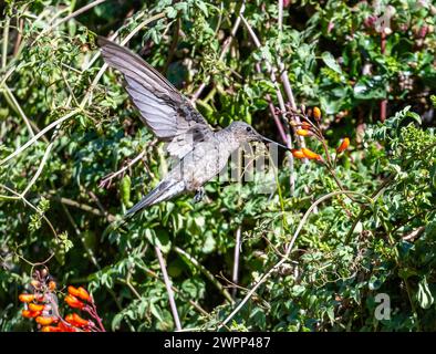 Colibri géant (Patagona gigas) se nourrissant de fleurs. Chili. Banque D'Images
