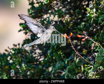 Colibri géant (Patagona gigas) se nourrissant de fleurs. Chili. Banque D'Images