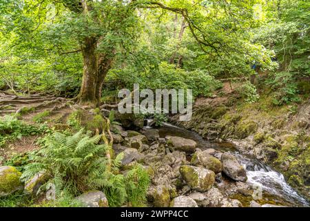 Par la rivière Aira Beck dans le Lake District, Angleterre, Grande-Bretagne, Europe Banque D'Images