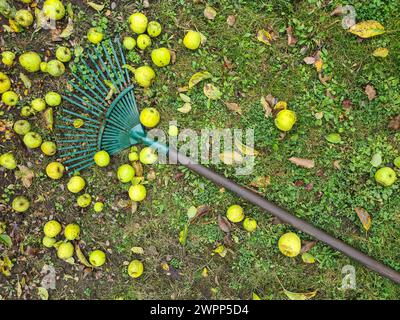 Un râteau de jardin vert repose sur la pelouse avec des pommes jaune-vert, récolte de pommes, temps de récolte, jardinage Banque D'Images