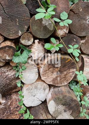 Lierre et une longue branche de mûre sauvage poussant sur un tas de bois Banque D'Images