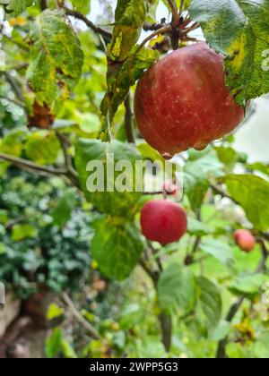 Au premier plan, une pomme rouge est accrochée à une branche avec des feuilles vertes, des gouttes de pluie sur la peau de la pomme après une averse de pluie Banque D'Images