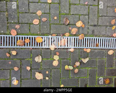 Diverses feuilles d'automne colorées reposent sur les joints couverts de mousse des pavés, la grille de protection du drain de pluie traverse le centre de l'image à la fois horizontalement et en format portrait Banque D'Images